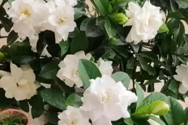 图片[2]-栀子花主要在夏秋何时开放呢？-会东网
