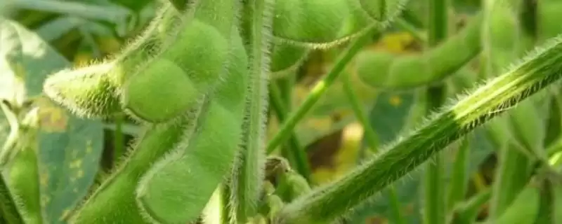 南农47大豆品种每亩留苗多少株？-会东网