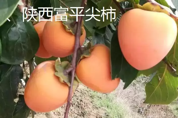 图片[2]-哪些地方产出的柿子比较好吃且有名？-会东网