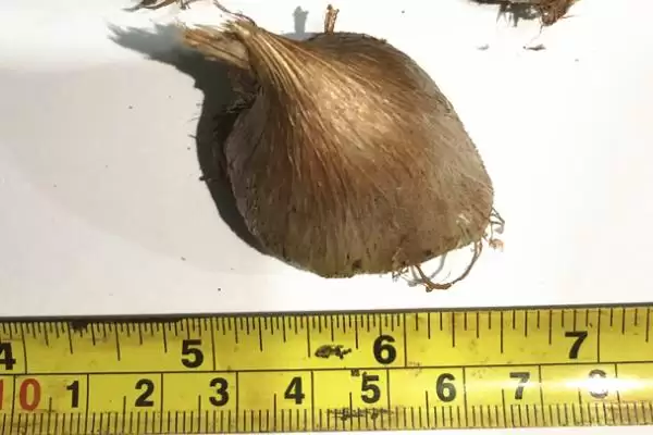 香雪兰种球选1cm以上大球原因?插图2 香雪兰种球选1cm以上大球原因?插图2