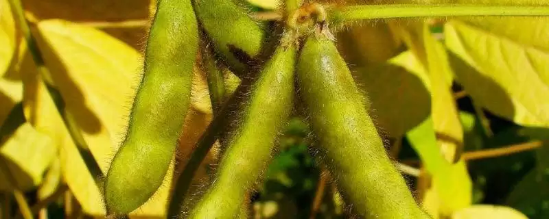 石豆6号大豆种子生育期多久左右?-会东网