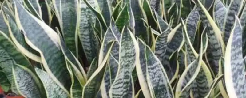 虎皮兰属于百合目科有何植物特征？-会东网