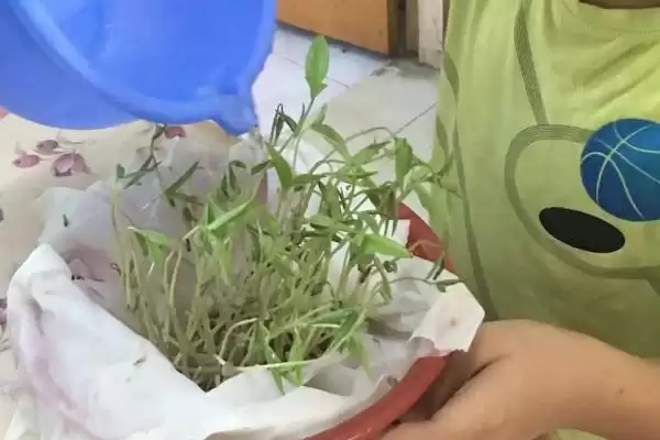 图片[5]-发黄豆芽发芽适宜温度是多少？-会东网