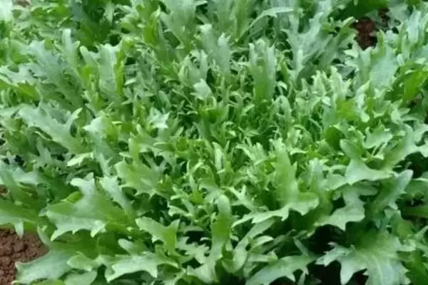 图片[3]-哪些特色蔬菜品种具有种植前景呢？-会东网