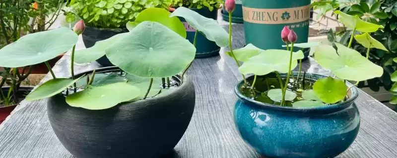 碗莲一年四季如何进行播种养殖?-会东网