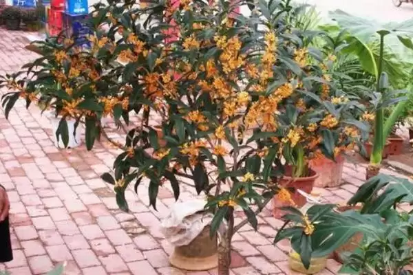 图片[7]-盆栽丹桂抽梢时如何施氮肥？-会东网