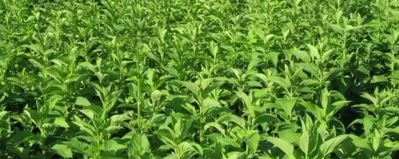 玄参种植如何选腐殖质沙壤土？-会东网
