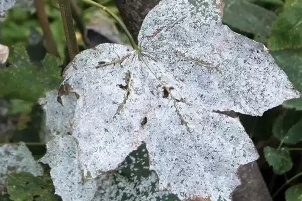 图片[4]-豌豆褐斑病在何种条件下发病重？-会东网