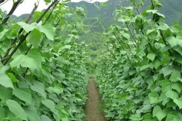 图片[2]-四季豆钻心虫如何农业化学防治？-会东网