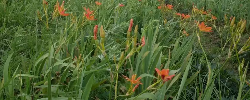 种植射干目前前景为何较可观?-会东网