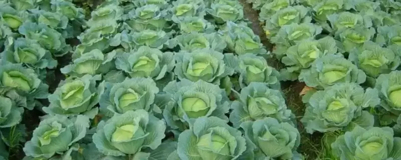 保护地蔬菜如何防盐害深翻土壤？-会东网