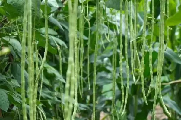 图片[3]-秋豆角一般在何时进行种植？-会东网