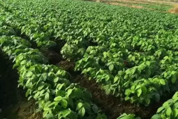 图片[4]-毛豆在苗期及结荚期能否施加尿素？-会东网