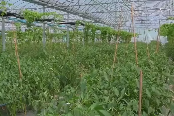 图片[3]-天气回暖蔬菜管理如何严控温度？-会东网