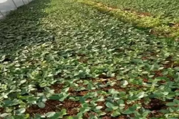 图片[3]-北豆根种植用何疏松排水土壤？-会东网