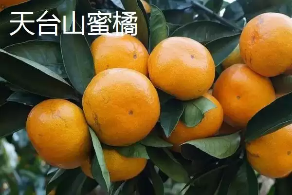 图片[13]-浙江省诸暨市有何特产同山烧？-会东网