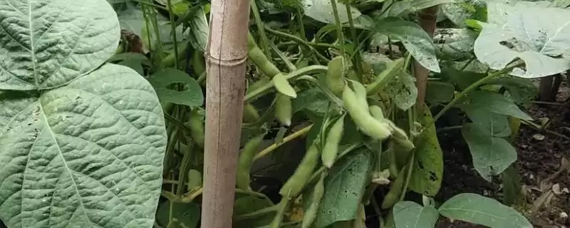 毛豆病虫害防治措施有哪些情况？-会东网