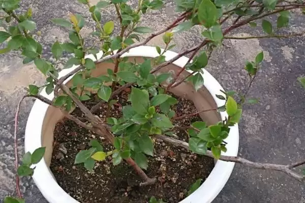 图片[2]-蓝莓盆栽种植的可行性及相关情况如何？-会东网