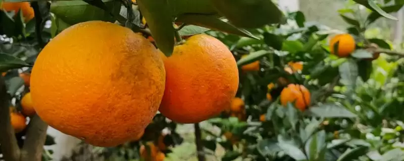 重庆市忠县有何特产柑橘豆腐？-会东网