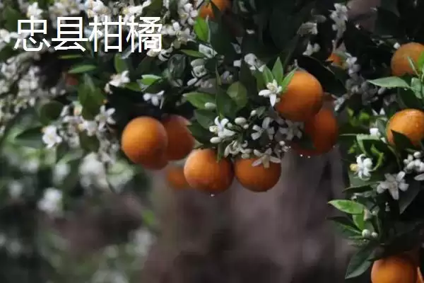 图片[2]-重庆市忠县有何特产柑橘豆腐？-会东网