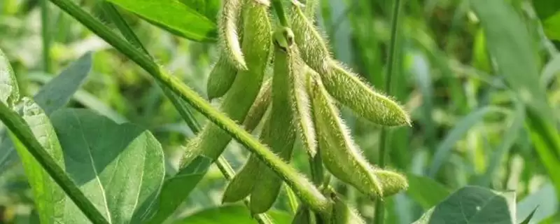 长农301大豆种子出苗至成熟多久?-会东网