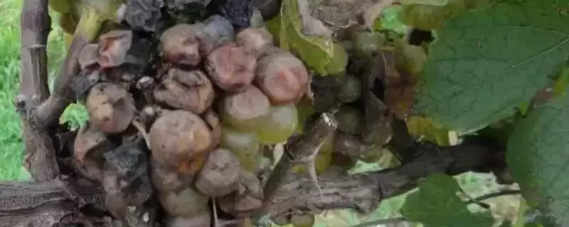 葡萄黑霉病果梗果面有何霉层症状？-会东网