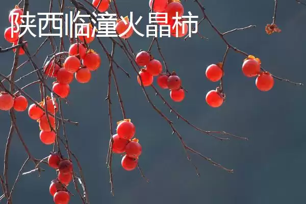 图片[3]-哪些地方产出的柿子比较好吃且有名？-会东网