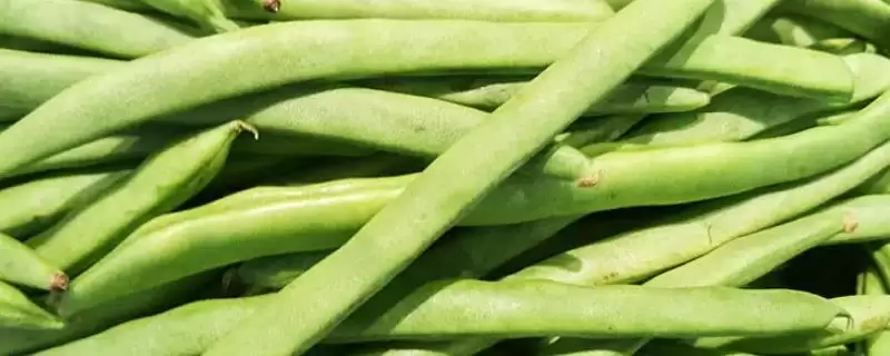 芸豆和豆角之间存在怎样的区别？-会东网