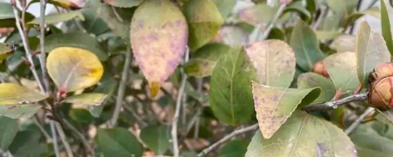 山茶花叶子发黄原因及处理方式?-会东网