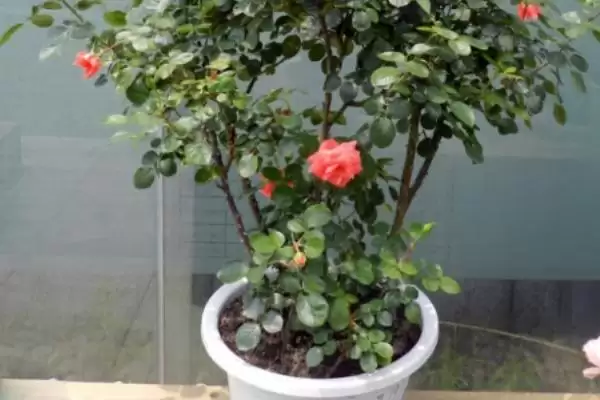 图片[4]-盆栽月季花单枝套袋如何养护？-会东网