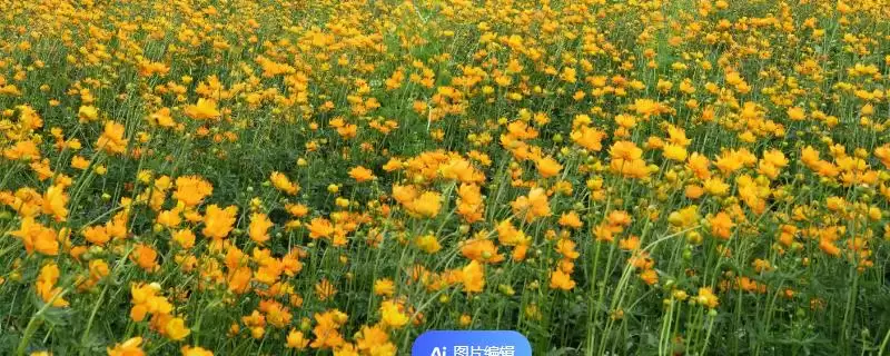 泰国国花金莲花有何相关介绍？-会东网