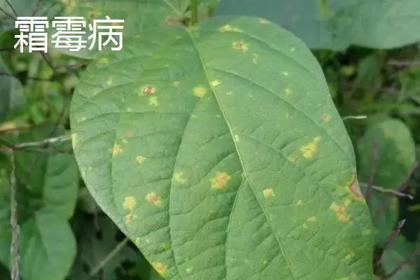 图片[2]-毛豆常见病害防治关键是抗病种？-会东网