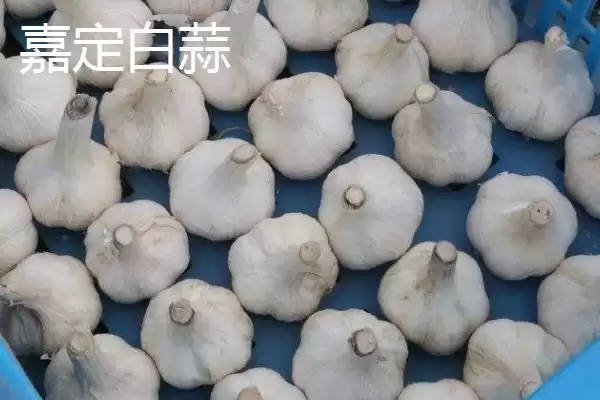 图片[2]-上海市嘉定区有何特产受本地人欢迎？-会东网