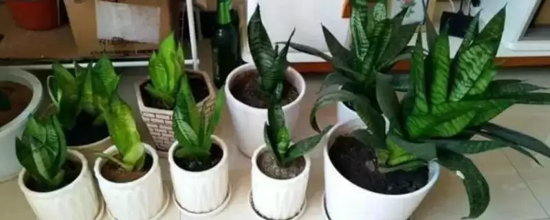 让虎皮兰爆盆适宜温度是多少?-会东网