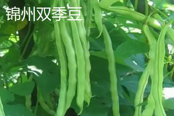 图片[6]-芸豆常见有哪些品种如芸丰627？-会东网