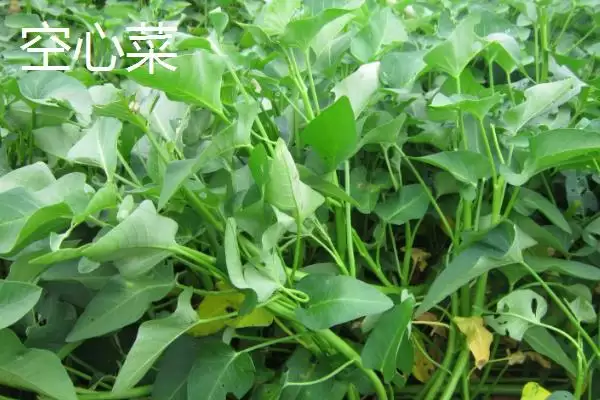 图片[5]-七月份适合种植哪些农作物呢？-会东网