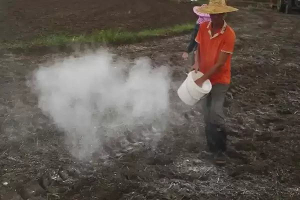 图片[7]-种植绿豆整地除草后如何穴播？-会东网