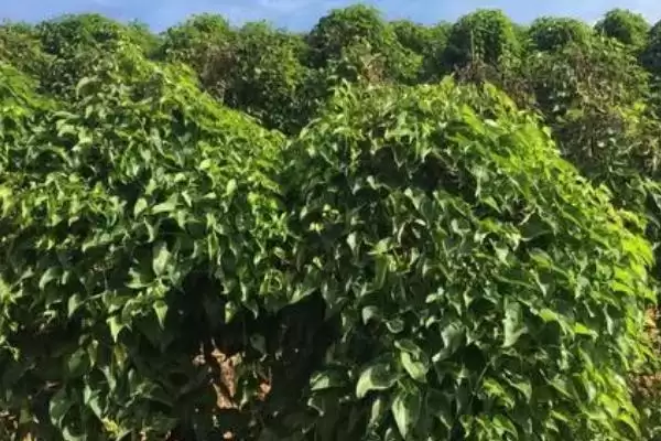 图片[4]-山药在河北地区有哪些主要产区？-会东网