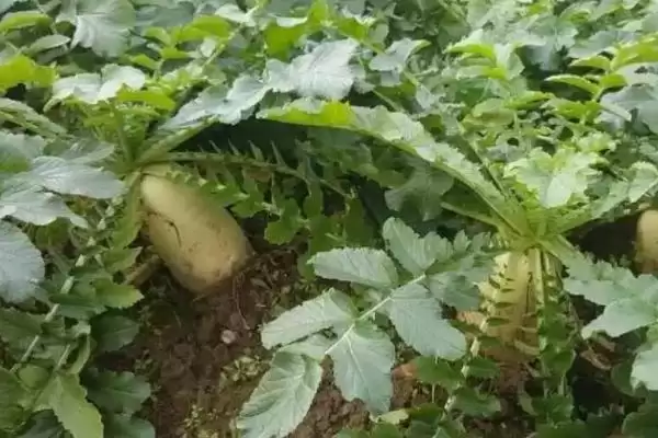 图片[3]-萝卜种植收获时间和种植季节有何关系？-会东网