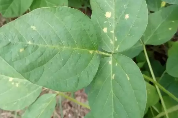 图片[6]-早春毛豆结荚少和温差有何关系？-会东网