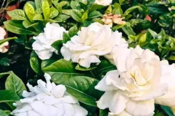图片[2]-栀子花只长花苞不开花的原因？-会东网
