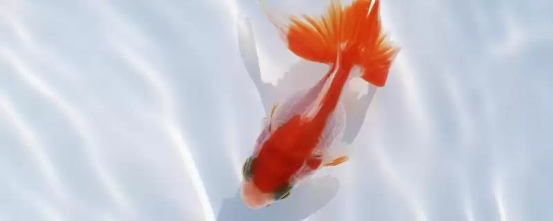 小金鱼不同阶段吃什么活得久？-会东网