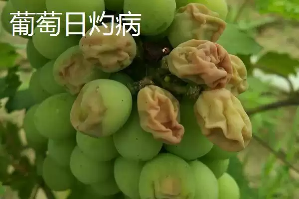 图片[4]-葡萄黑霉病果梗果面有何霉层症状？-会东网