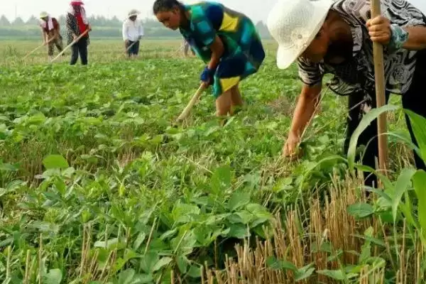 图片[5]-种植绿豆整地除草后如何穴播？-会东网