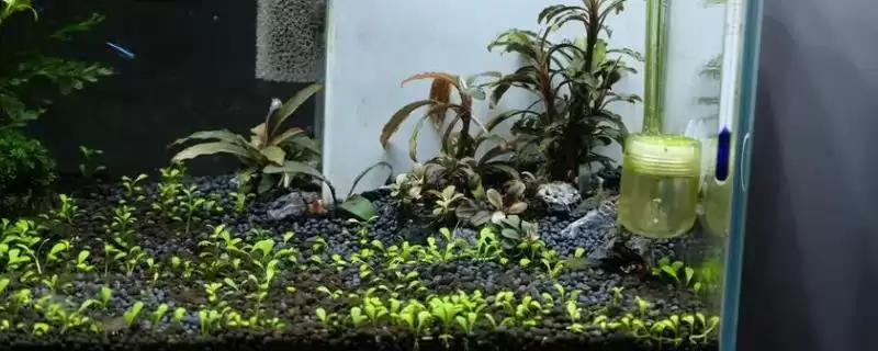 水族椒草生长适宜温度是多少？-会东网