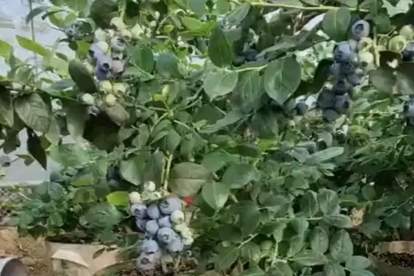 图片[5]-蓝莓盆栽种植的可行性及相关情况如何？-会东网