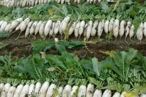 图片[2]-萝卜种植收获时间和种植季节有何关系？-会东网