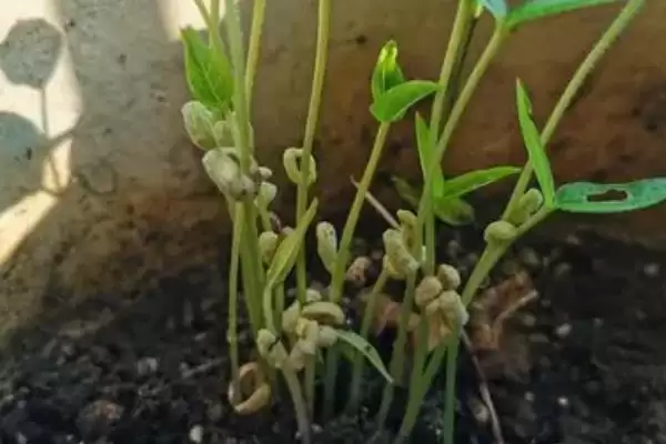 图片[4]-种植绿豆整地除草后如何穴播？-会东网