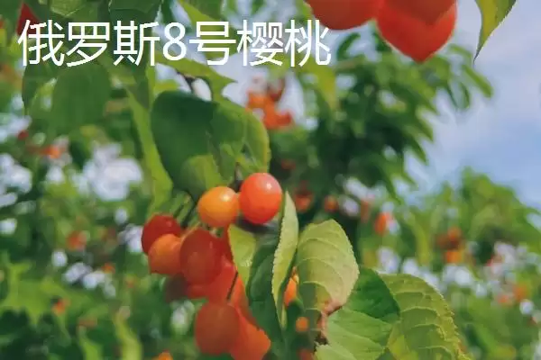 图片[2]-大红灯樱桃肉质松软有何酸甜味？-会东网