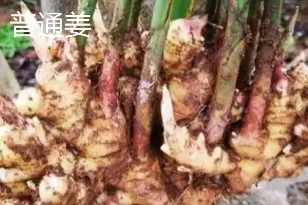 图片[5]-南姜又被称为什么及相关名称由来？-会东网